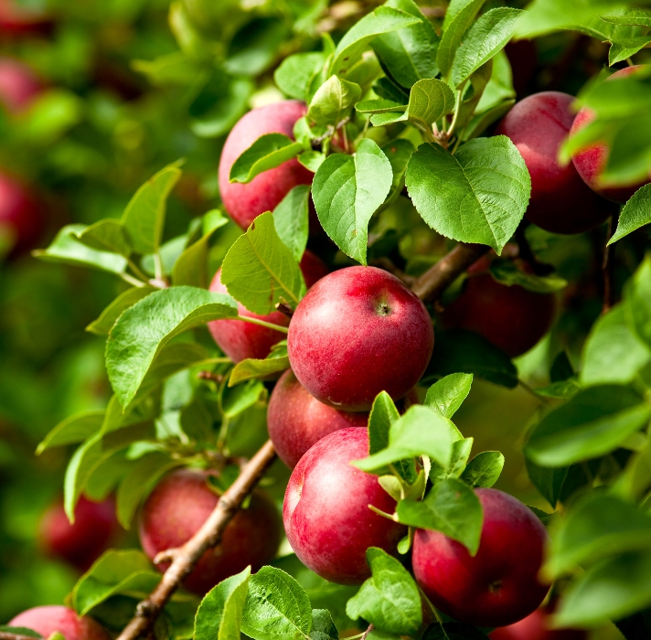 Simply Fruit